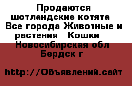 Продаются шотландские котята - Все города Животные и растения » Кошки   . Новосибирская обл.,Бердск г.